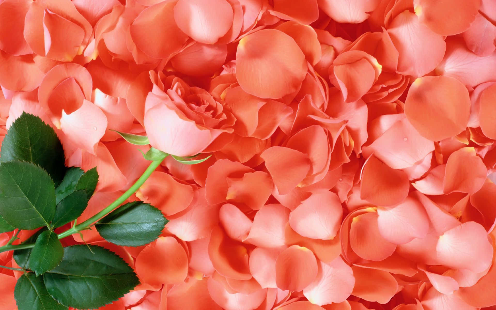 Vibrant Red Rose Petal Close-up Wallpaper
