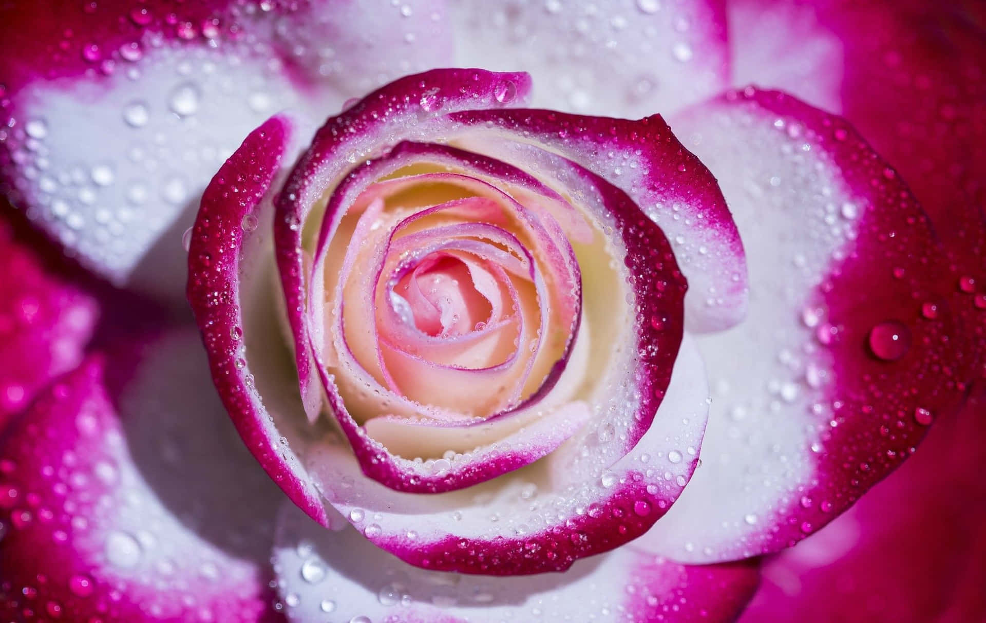 Delicate Pink Rose Petal Wallpaper