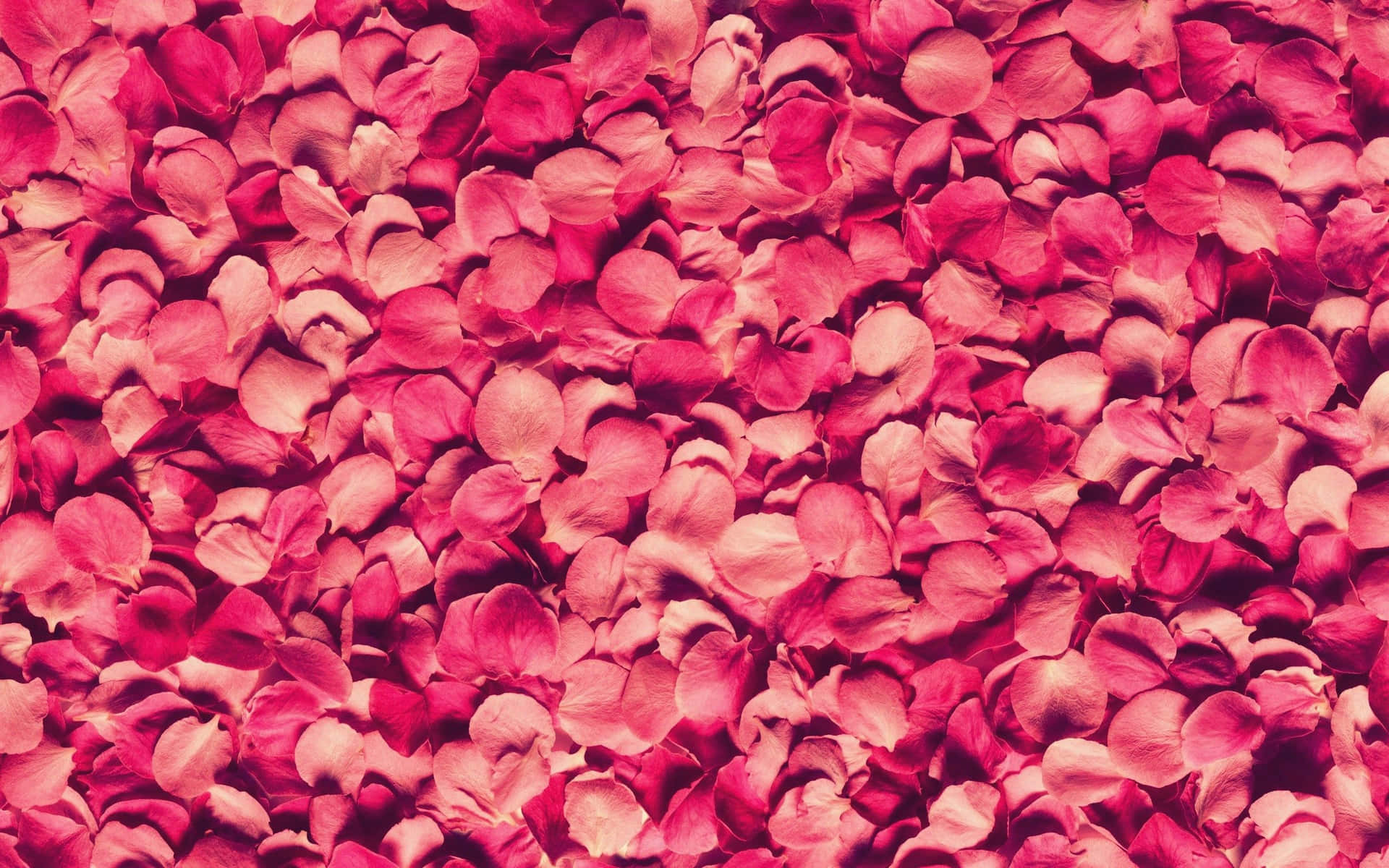Captivating Rose Petal Closeup Wallpaper