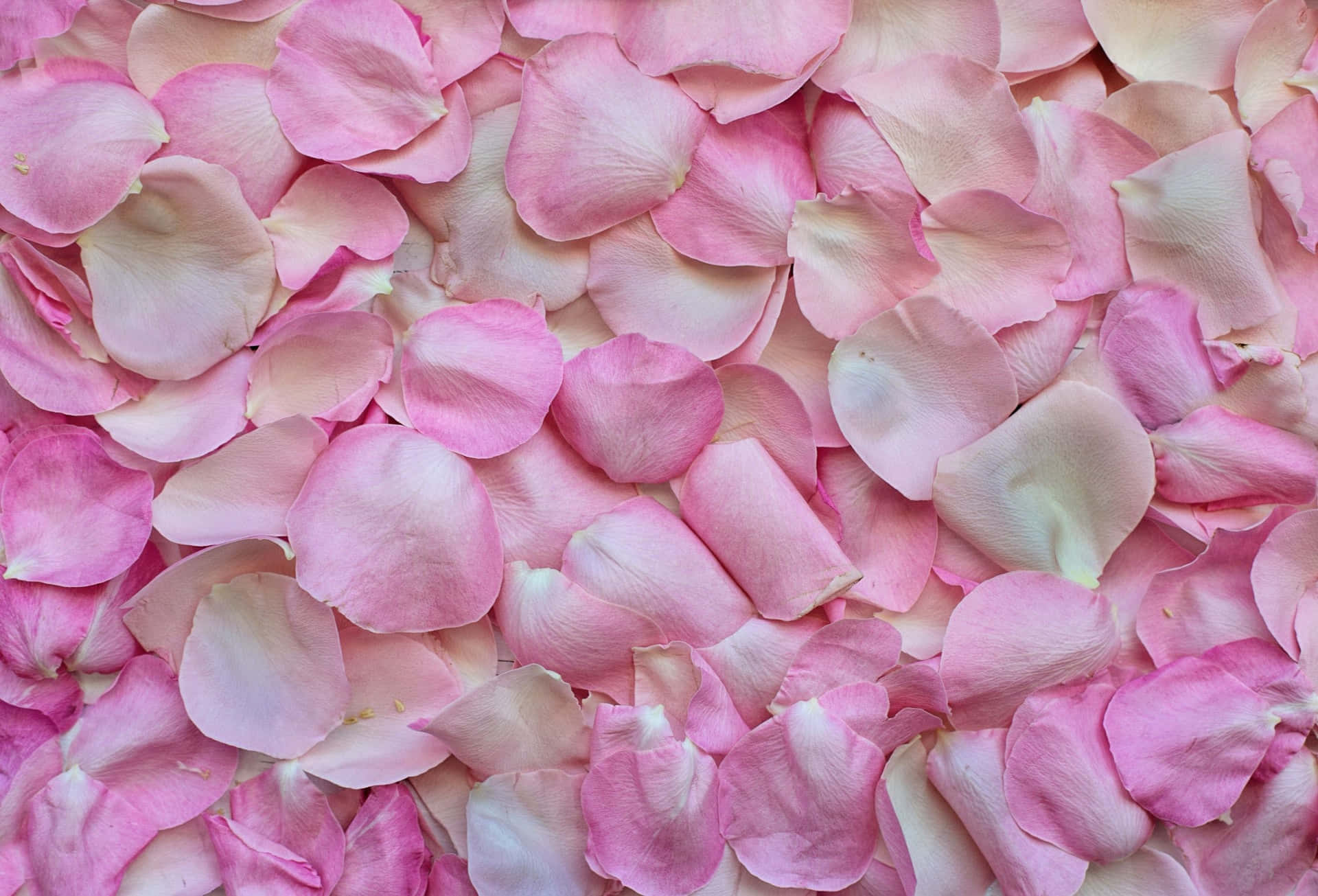 A Closeup of a Beautiful Rose Petal Wallpaper