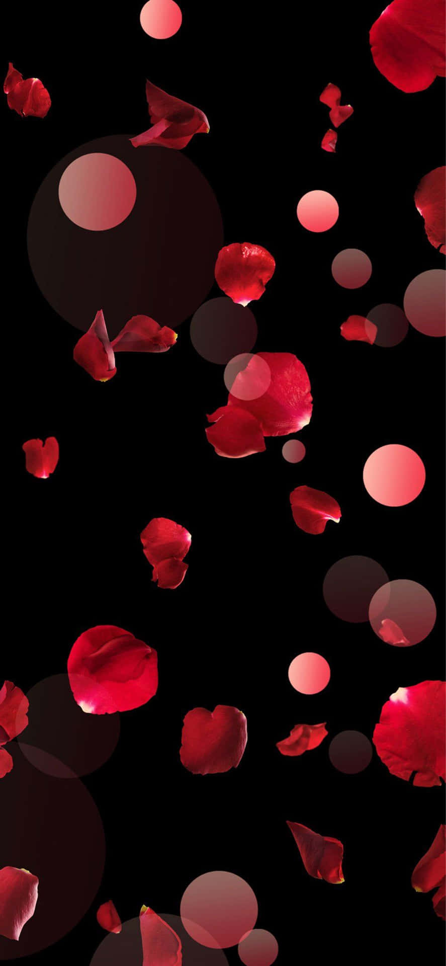 Elegantepétalo De Rosa Roja Sobre Un Fondo Sutil Fondo de pantalla