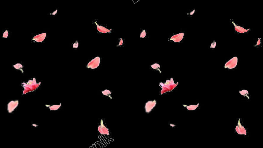 Rose Petals Fallingon Black Background PNG