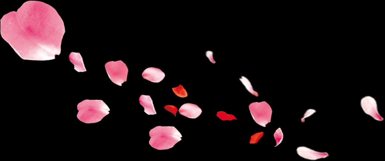 Rose Petals Fallingon Black Background PNG