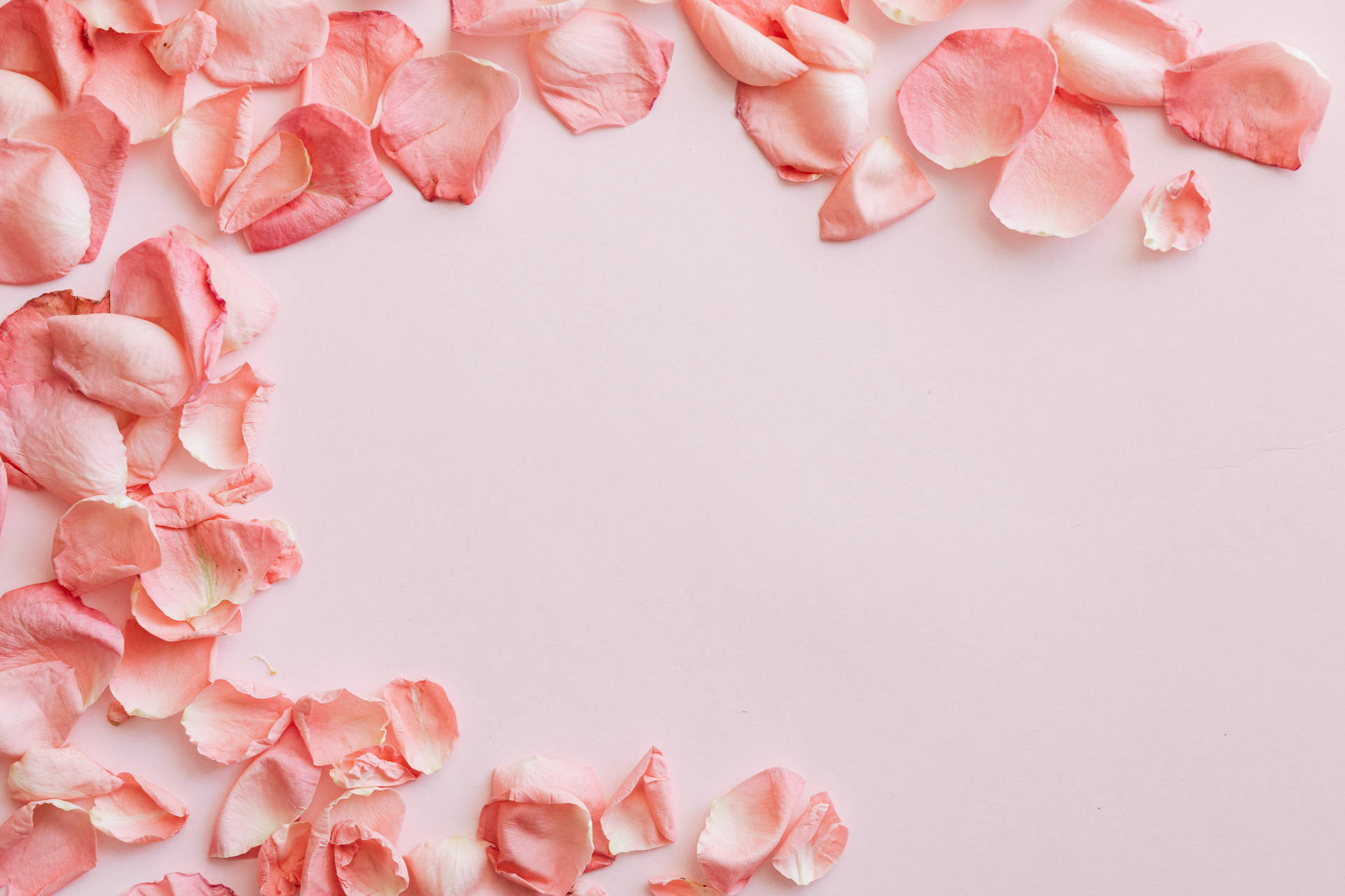 Rose Petals Pastel Desktop Wallpaper