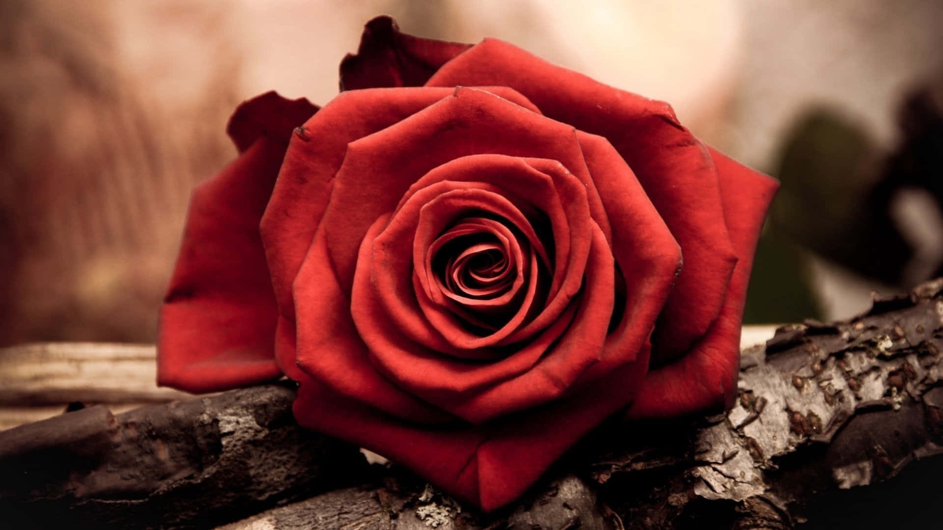 En smuk blomstring af røde roser.