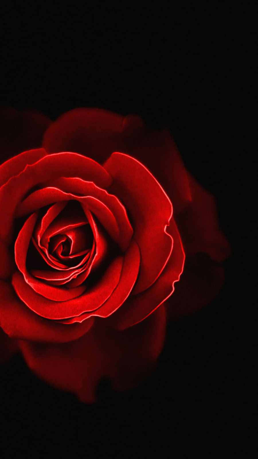 A Red Rose On A Black Background