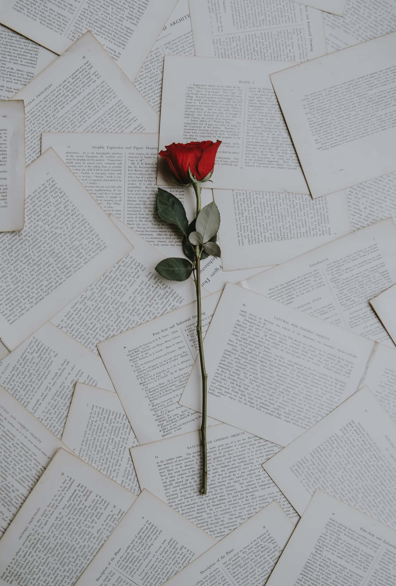 En enkelt rød rose på en bunke af bøger.