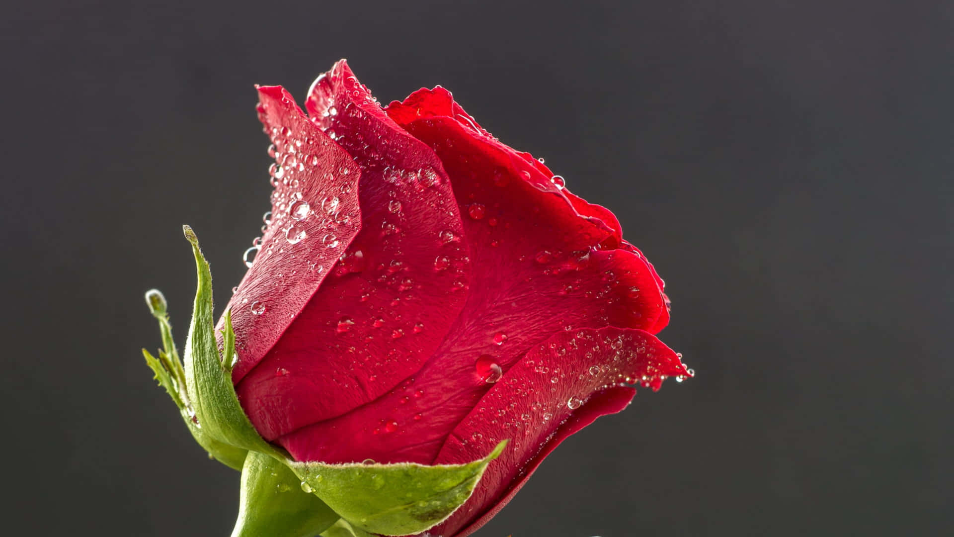 Skønheden af ​​en enkelt rose