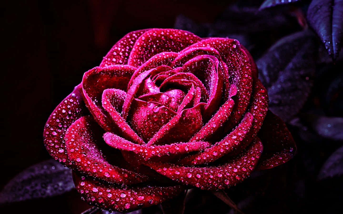 En smuk rose i fuld blomst.