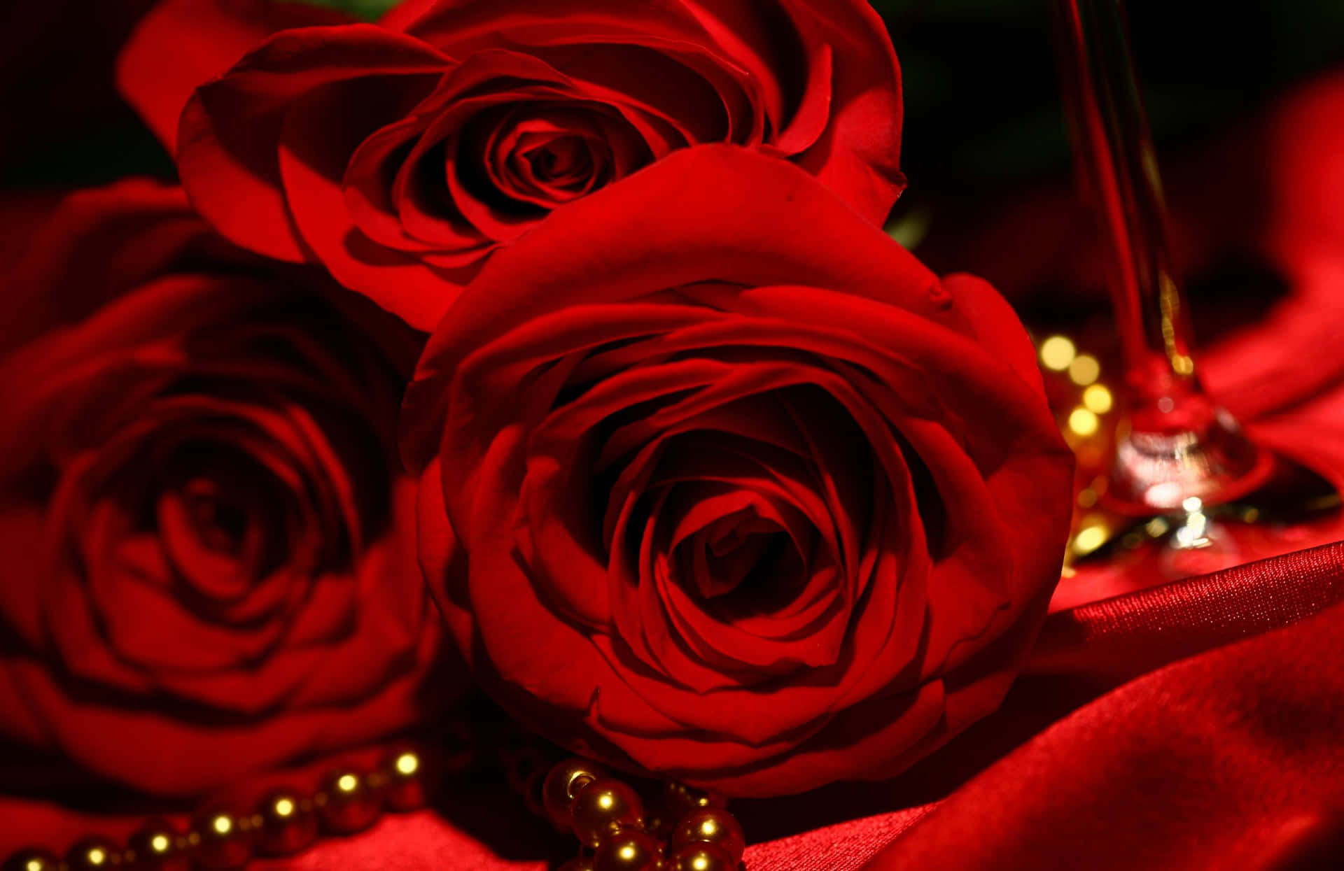 Beundre skønheden af ​​en enkelt, dog levende rose.