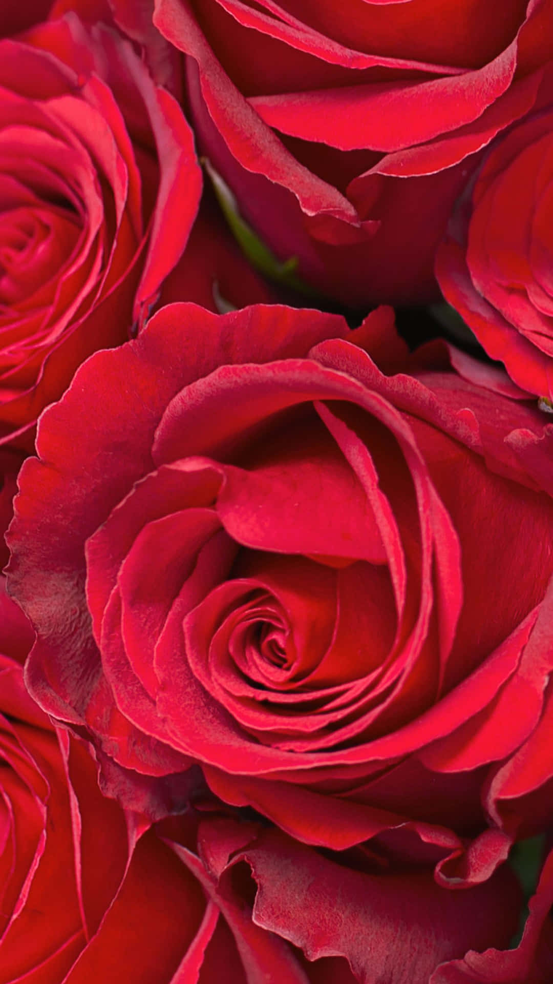 Enlys Pink Og Hvid Rose Med Kronbladene Spredt Ud, Siddende I En Livlig Grøn Busk.