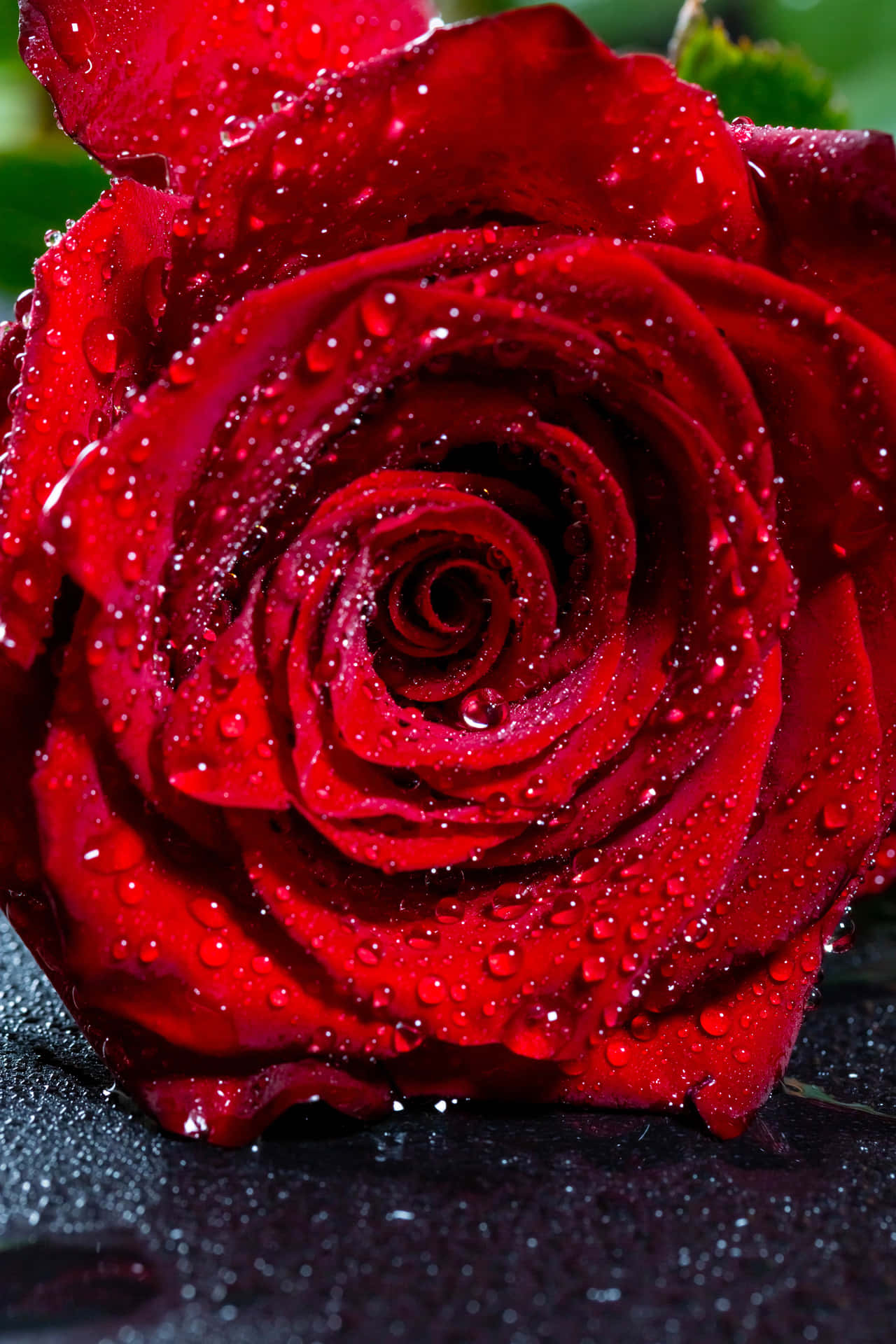 Download A Rose Is A Symbol Of Love And Beauty