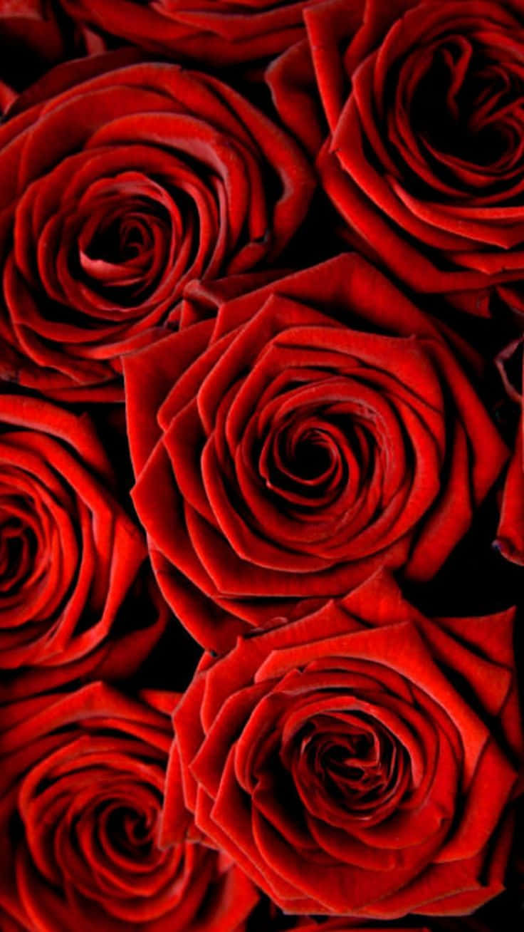Enslående Rød Rose I Fuldt Blomst