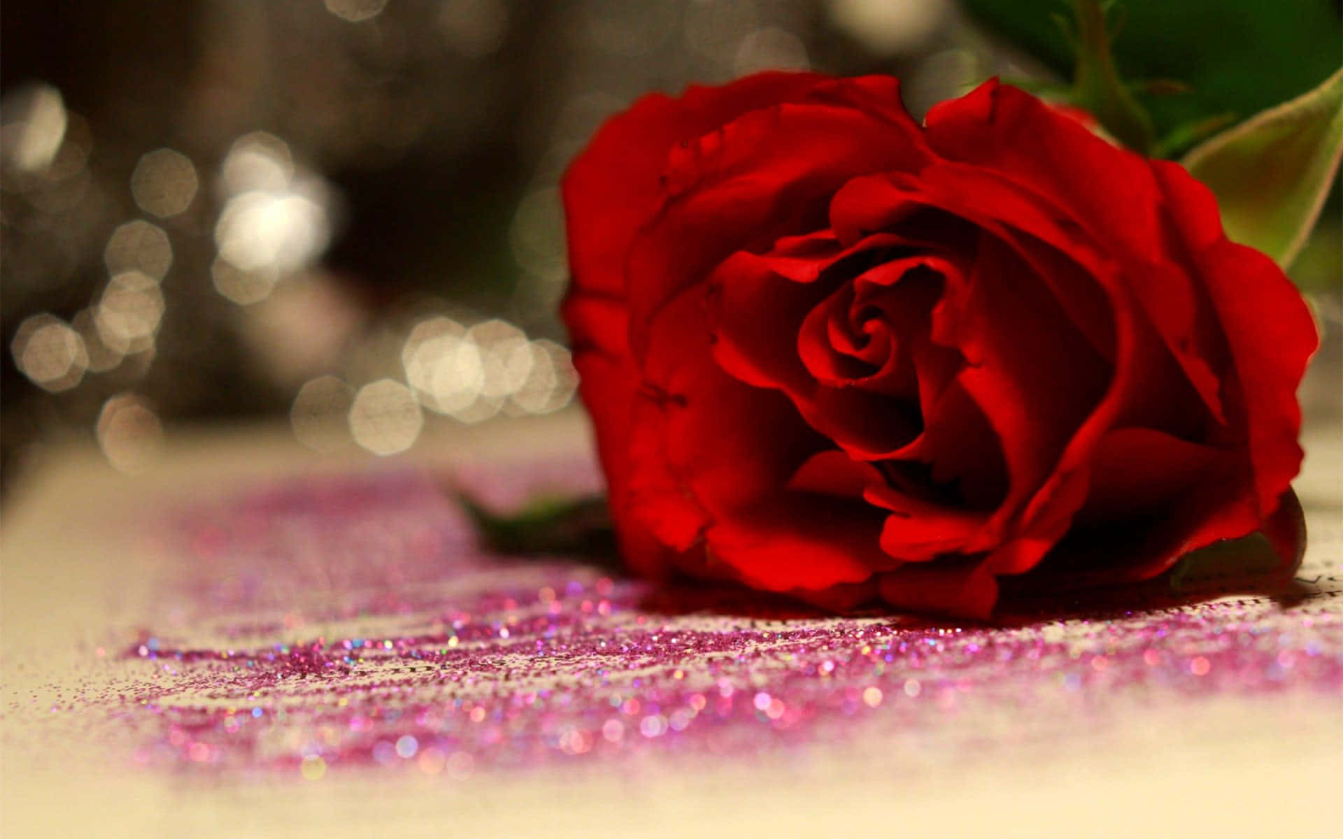 Unahermosa Rosa De Color Rosa En Plena Floración