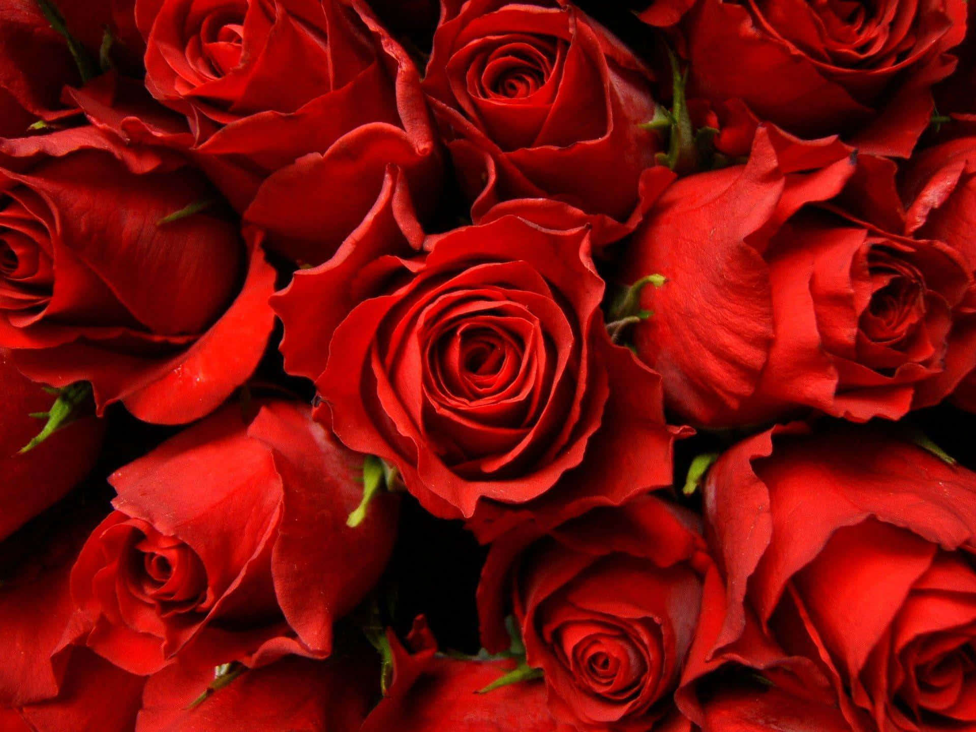 Red Rose - Nature's Most Beautiful Gift