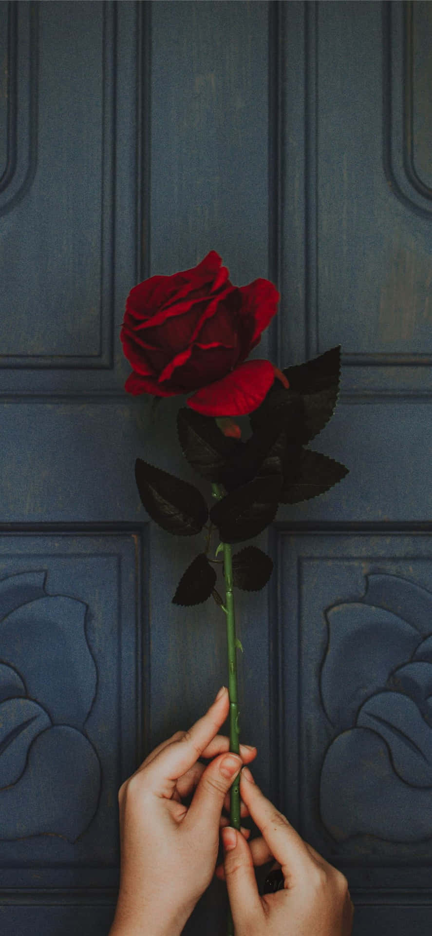 Elegantly Blossomed Rose