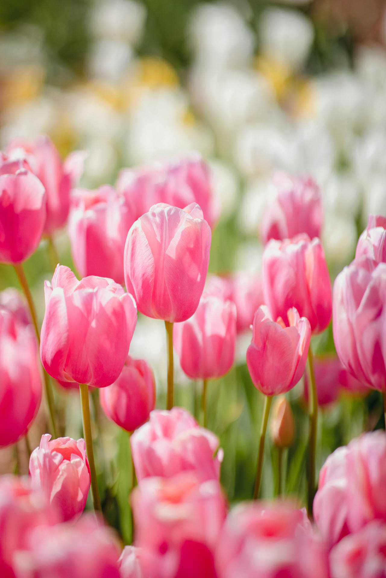 Rose Pink Tulips Wallpaper
