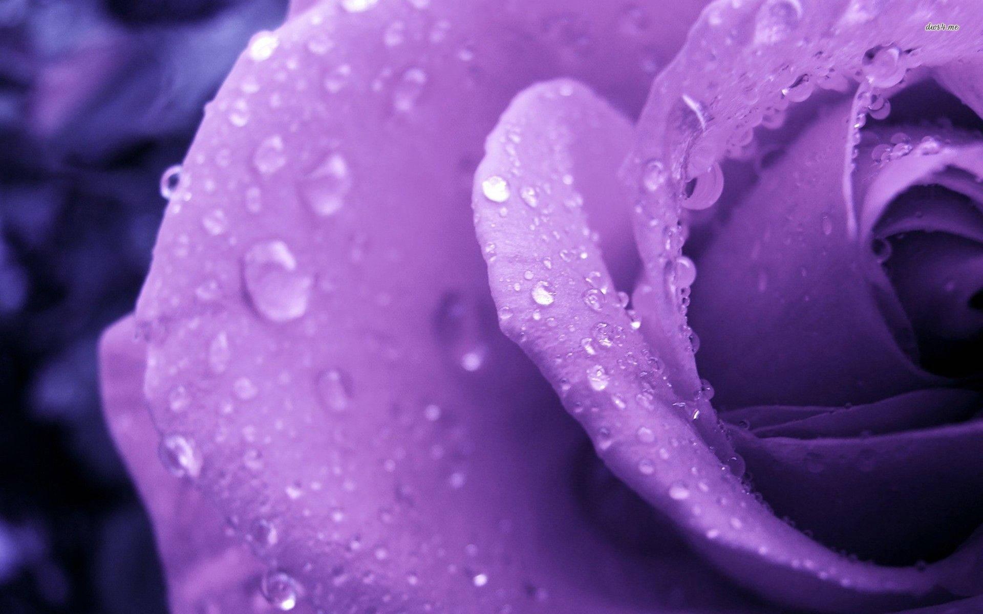 Rose Purple Flower Macro Shot Wallpaper