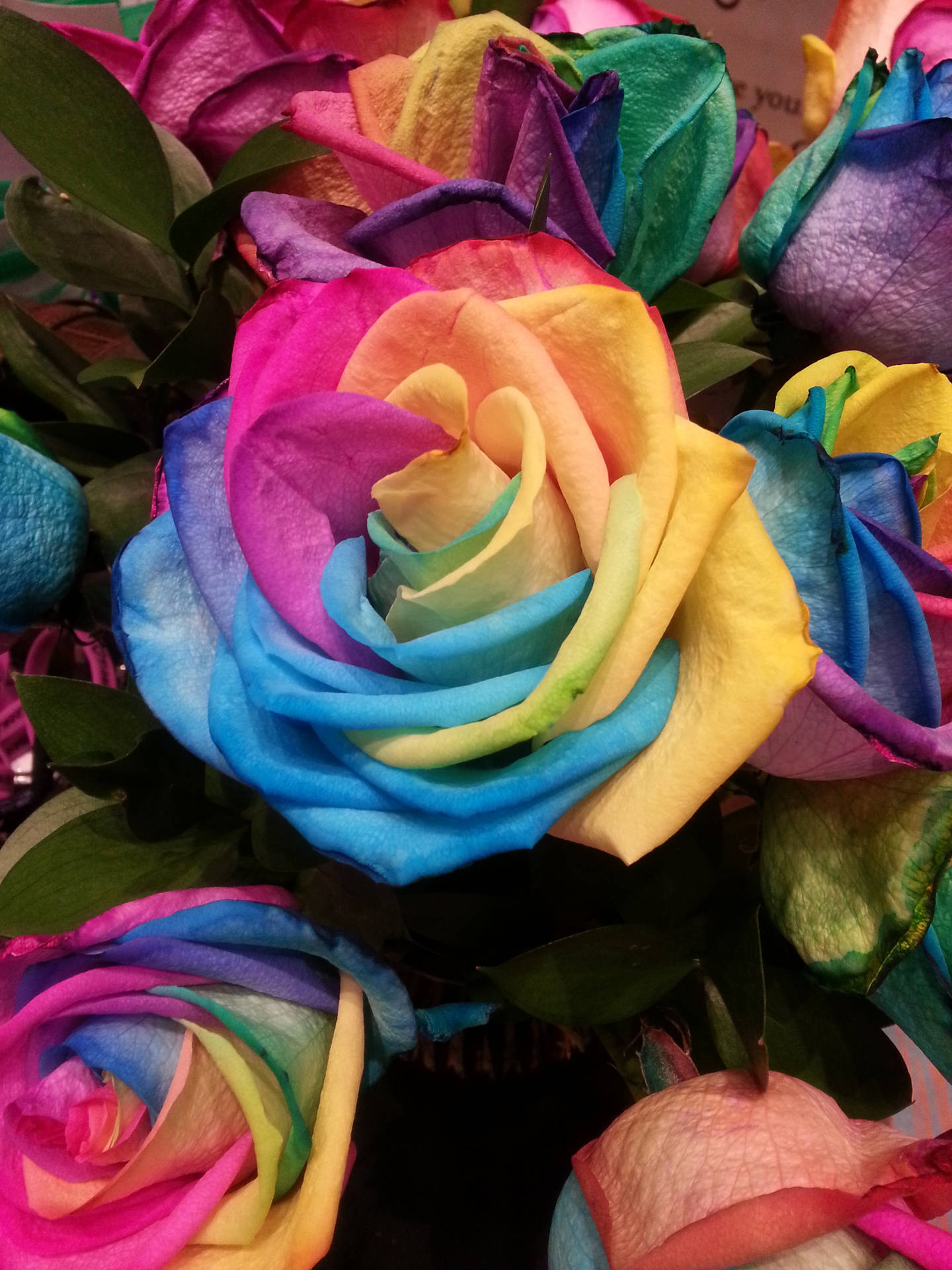 Rose, Rainbow, Multicolored