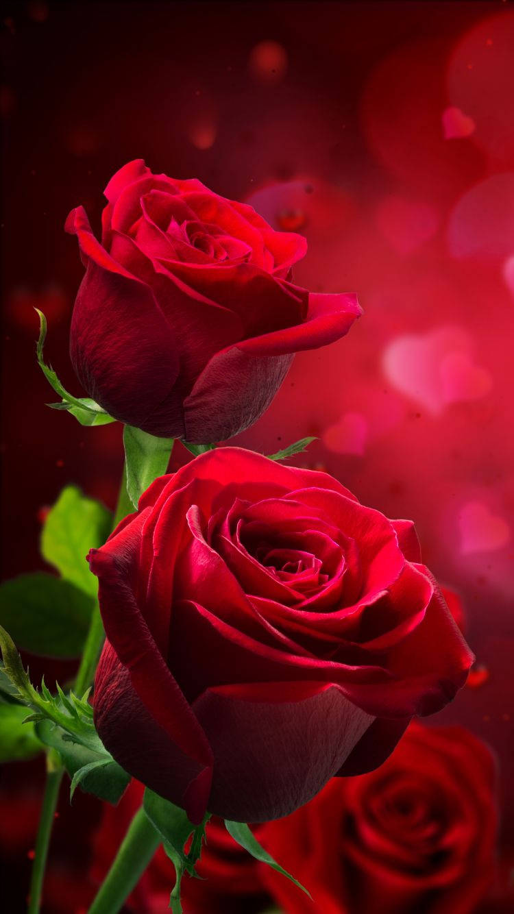 A Single Red Rose Blooming in All Its Beauty Wallpaper