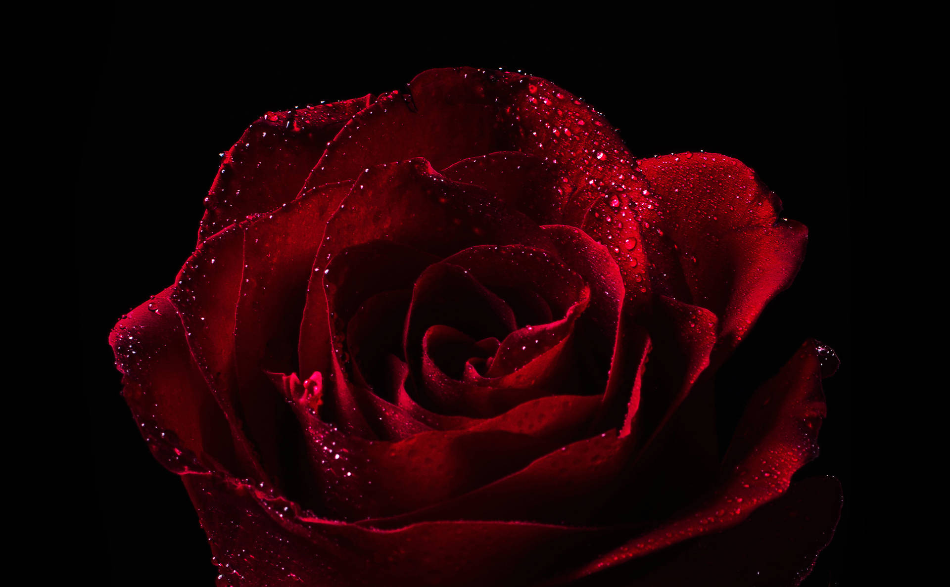 Rose With Water Droplets Wallpaper