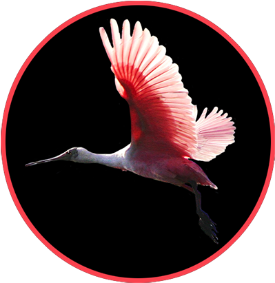 Roseate Spoonbill In Flight PNG