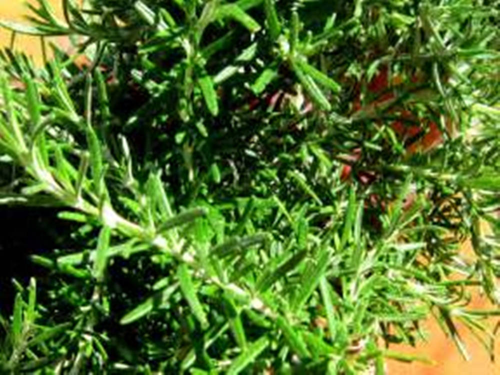 Rosmarinbusk grønne blade, der kan modstå et lille stød Wallpaper