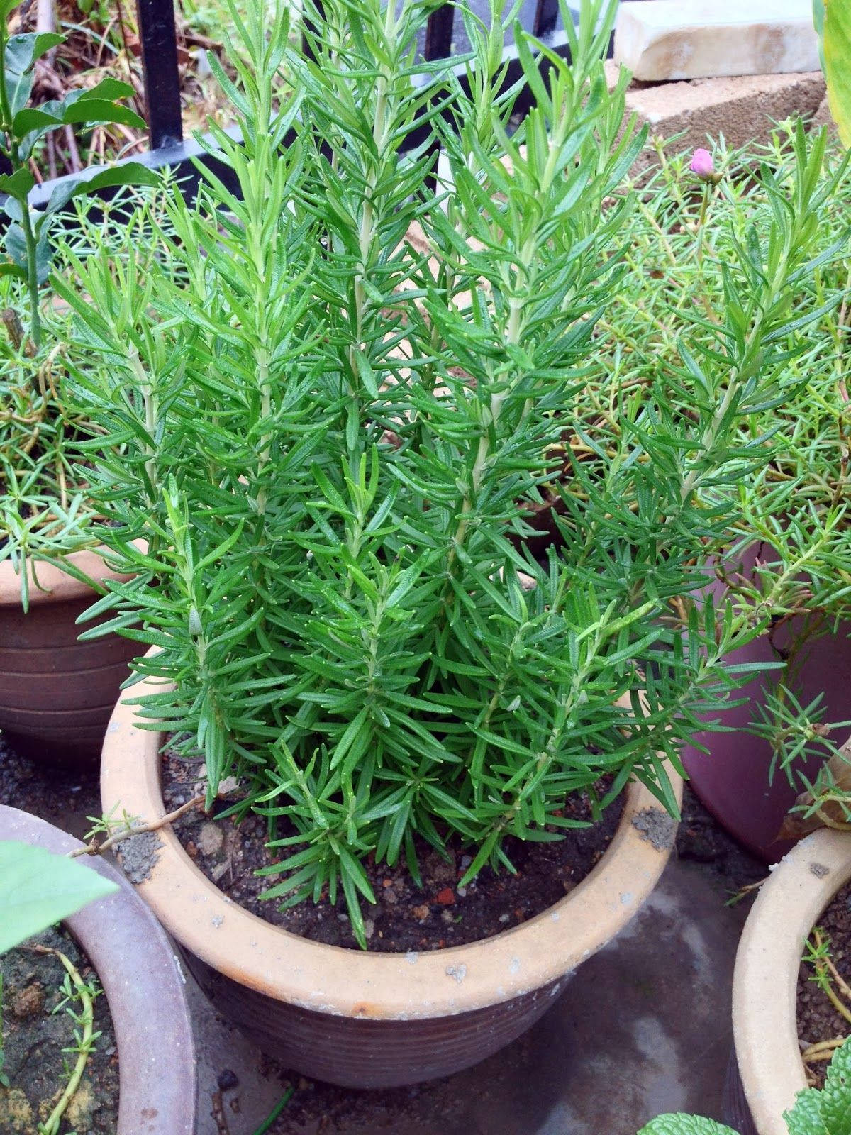 Thriving Rosemary in a Rustic Pot Wallpaper