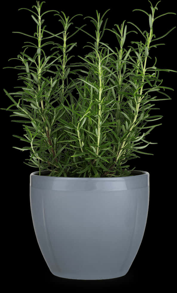 Rosemary Plantin Gray Pot PNG