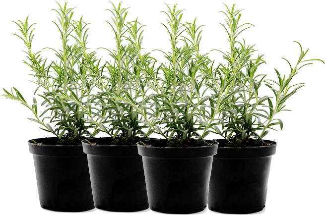 Rosemary Plantsin Black Pots PNG