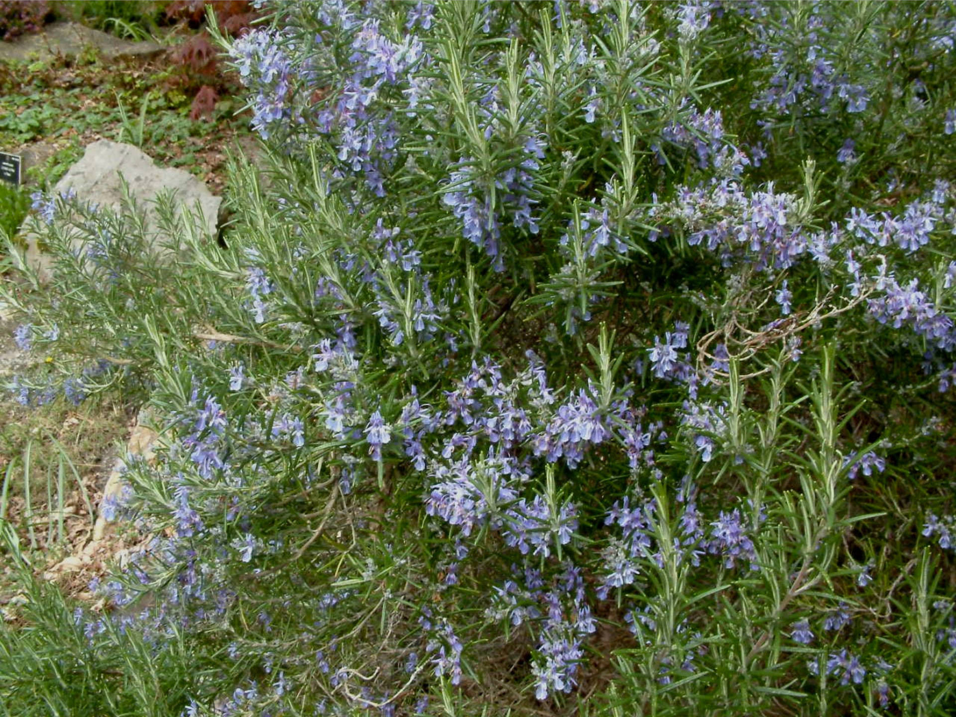 Rosemary With Purple Flowers Wallpaper