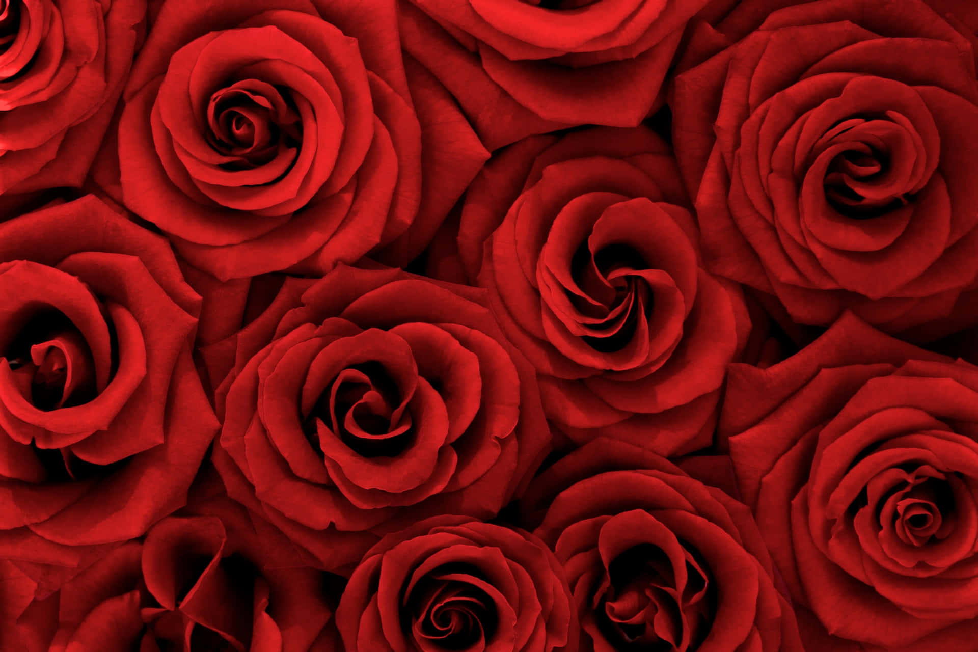 Naturskønhed På Sit Bedste - Røde Roser