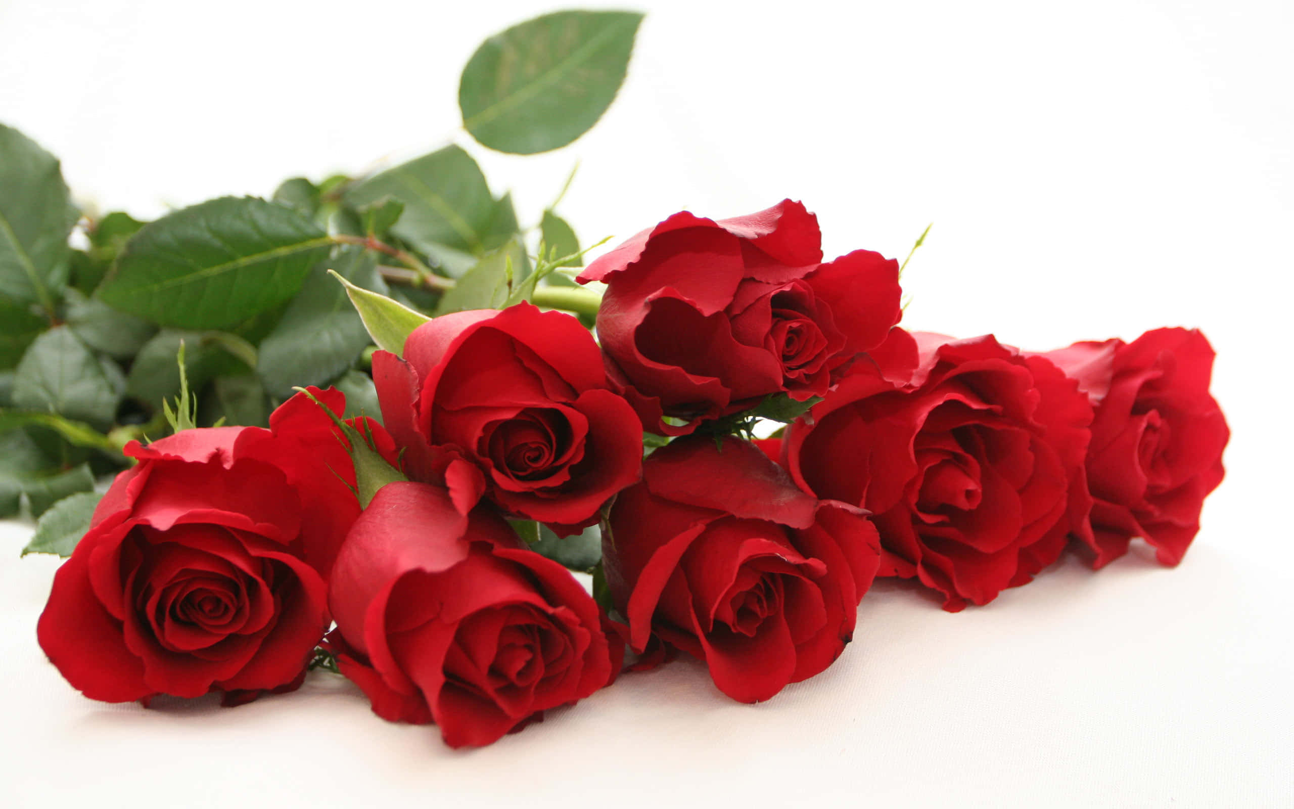 Smukkerøde Roser I Fuldt Flor.