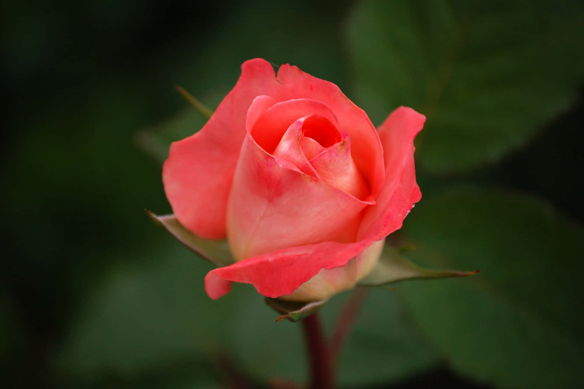 Unavariedad De Belleza: Una Cesta De Coloridas Flores De Rosa.