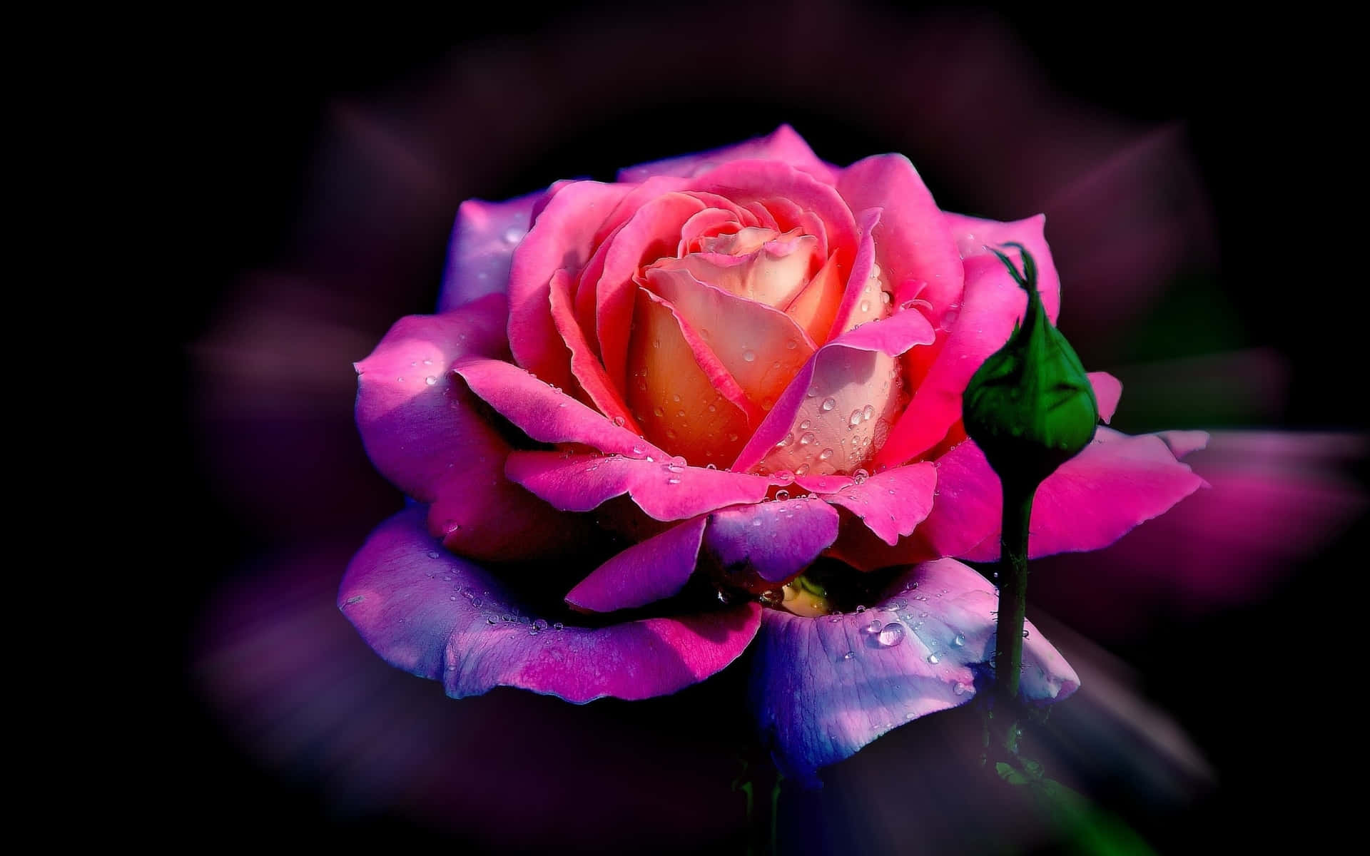 A Pink Rose With Water Drops On It