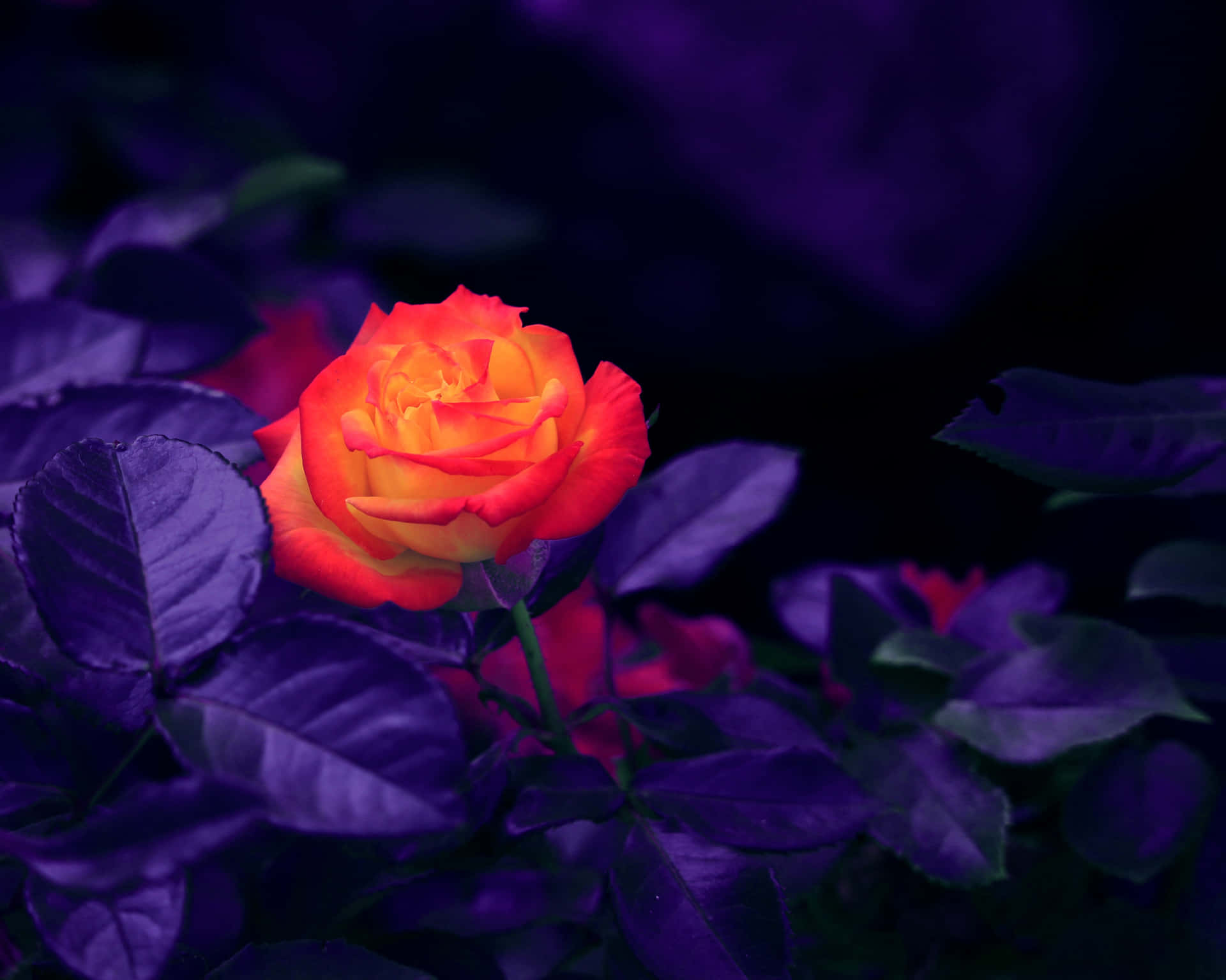 A Rose In Purple And Orange