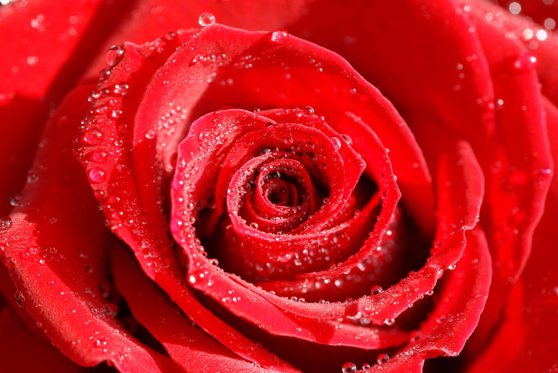 A Red Rose With Water Droplets On It