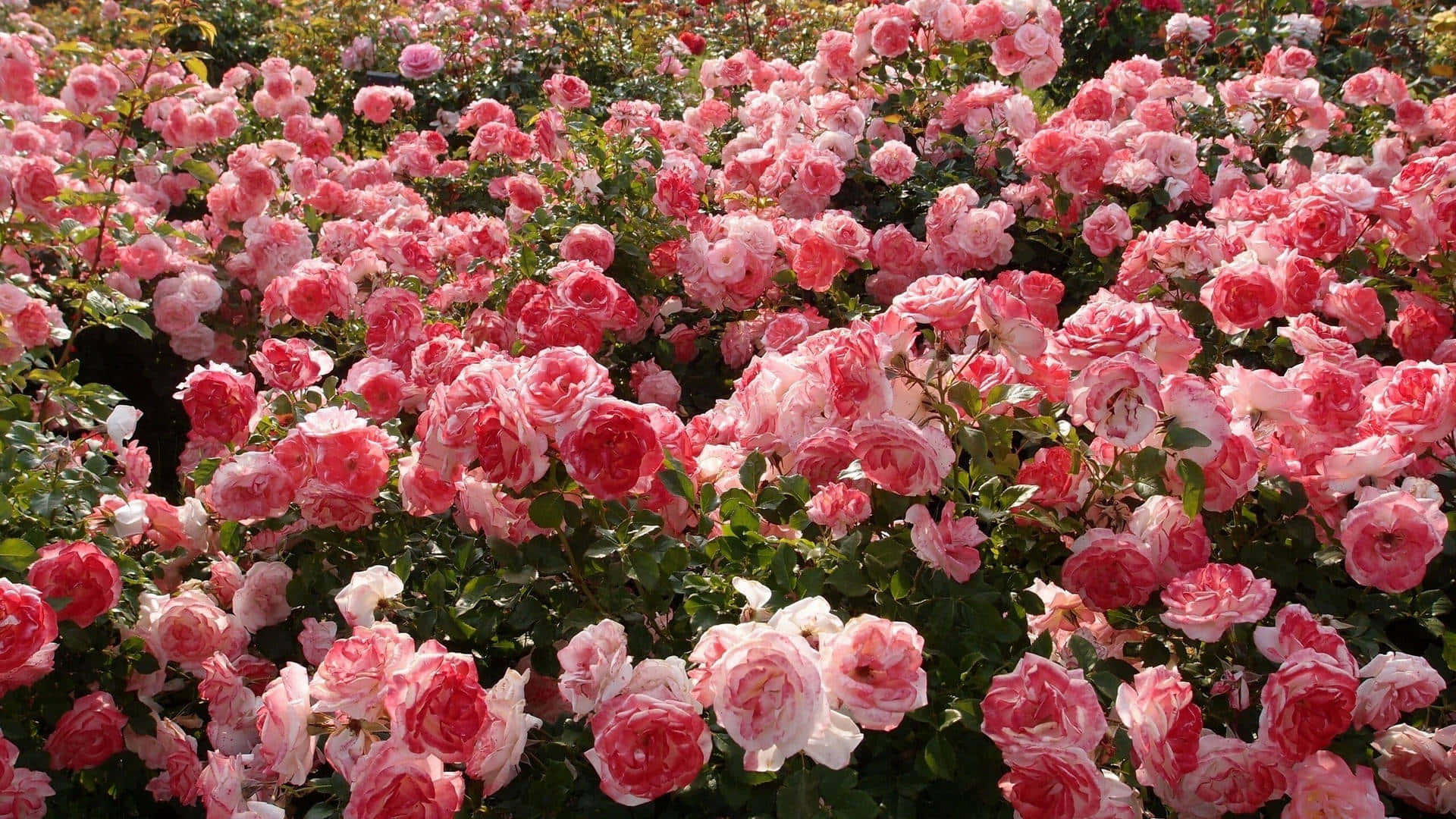 Brighten Your Day With the Joy of Roses