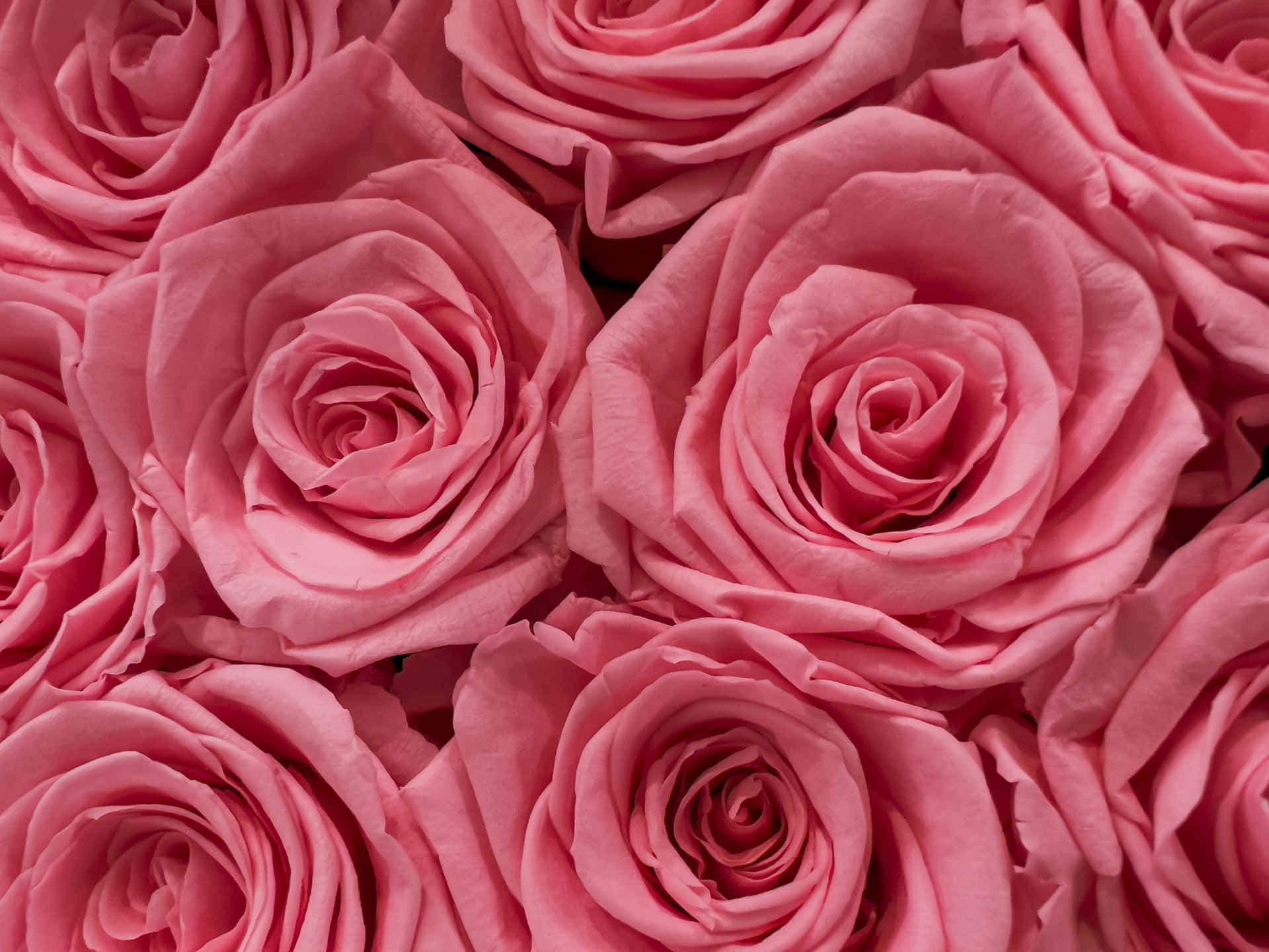 Pink Roses In A Vase