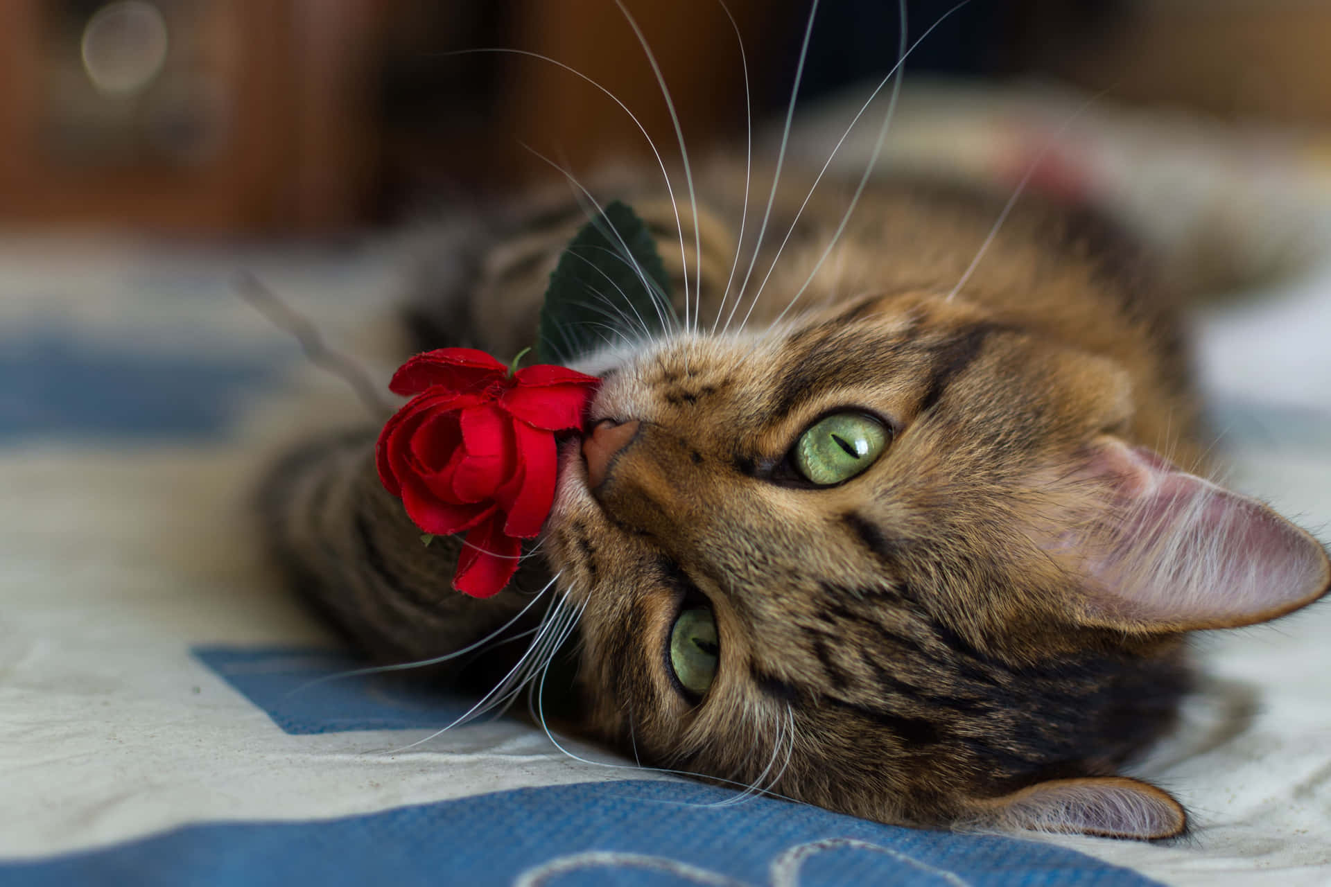 Roses Cute Cat PFP Wallpaper