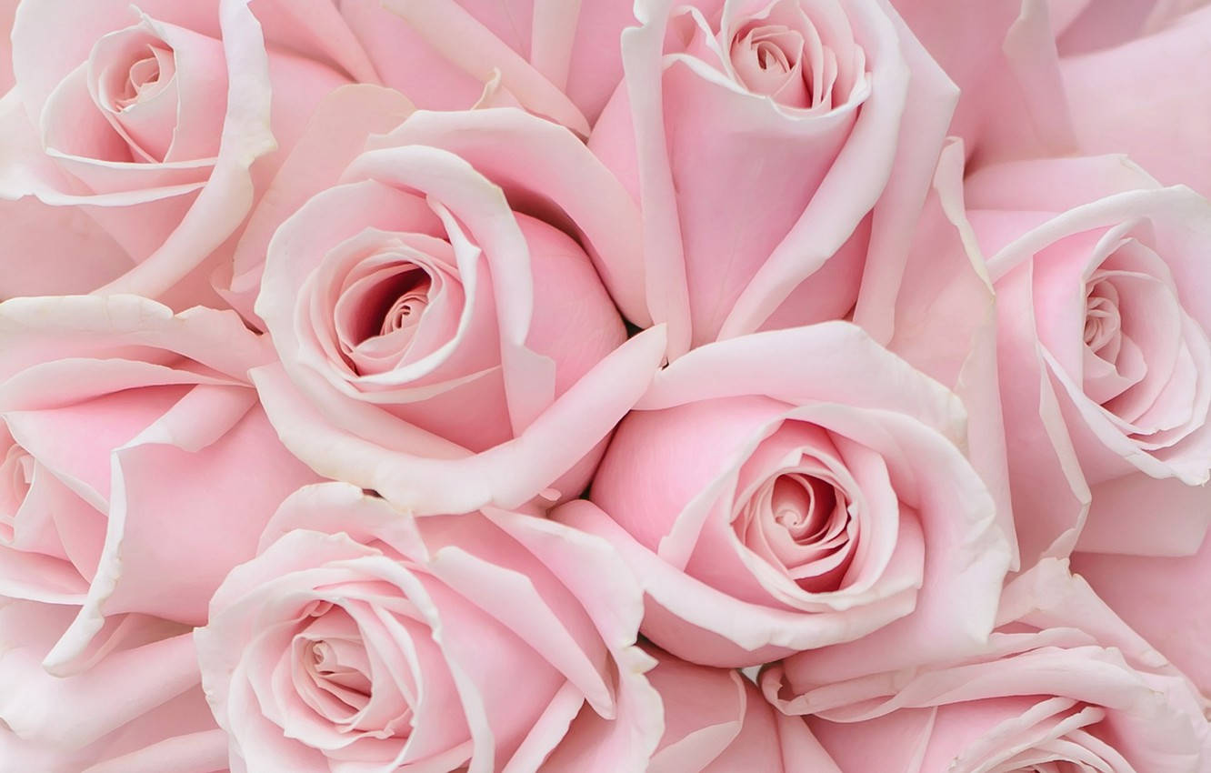 Pink Roses Desktop Wallpaper
