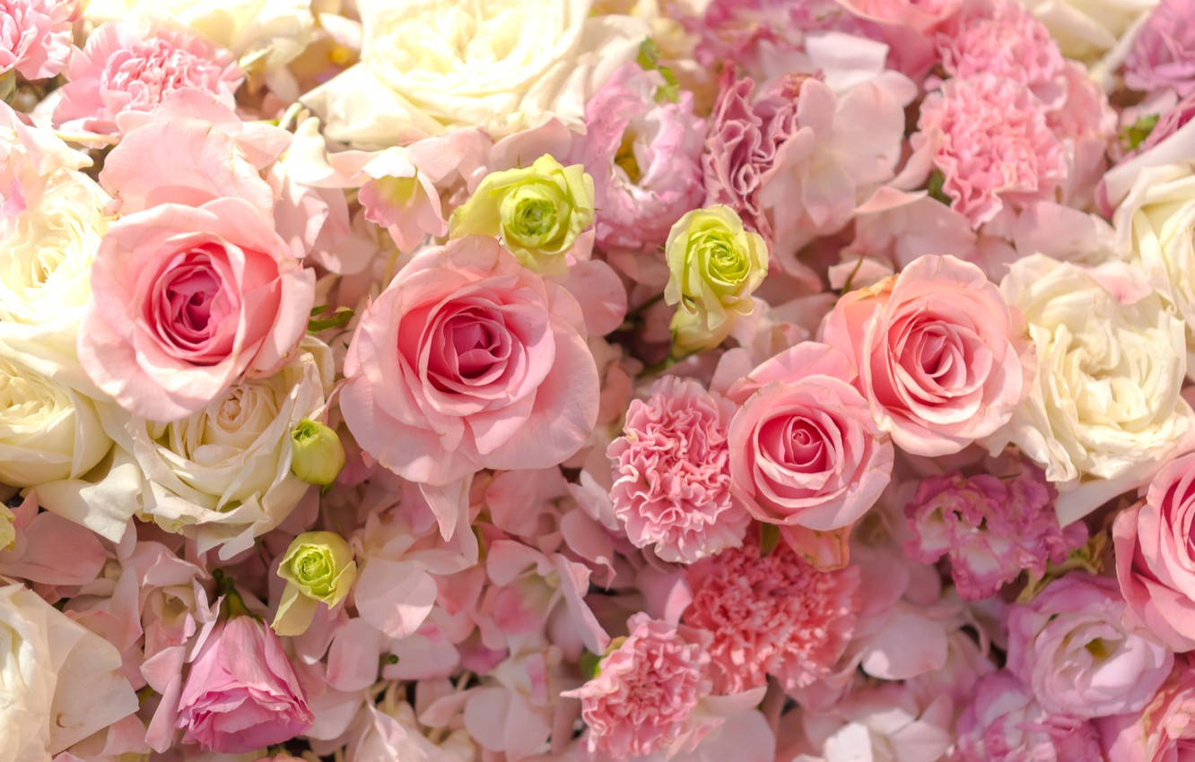 Pink And White Roses Desktop Wallpaper