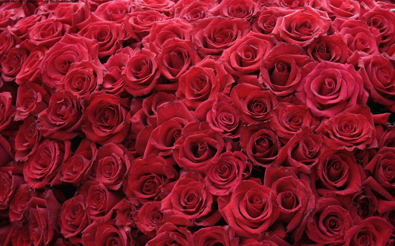 "Beautiful Roses Desktop Wallpaper" Wallpaper