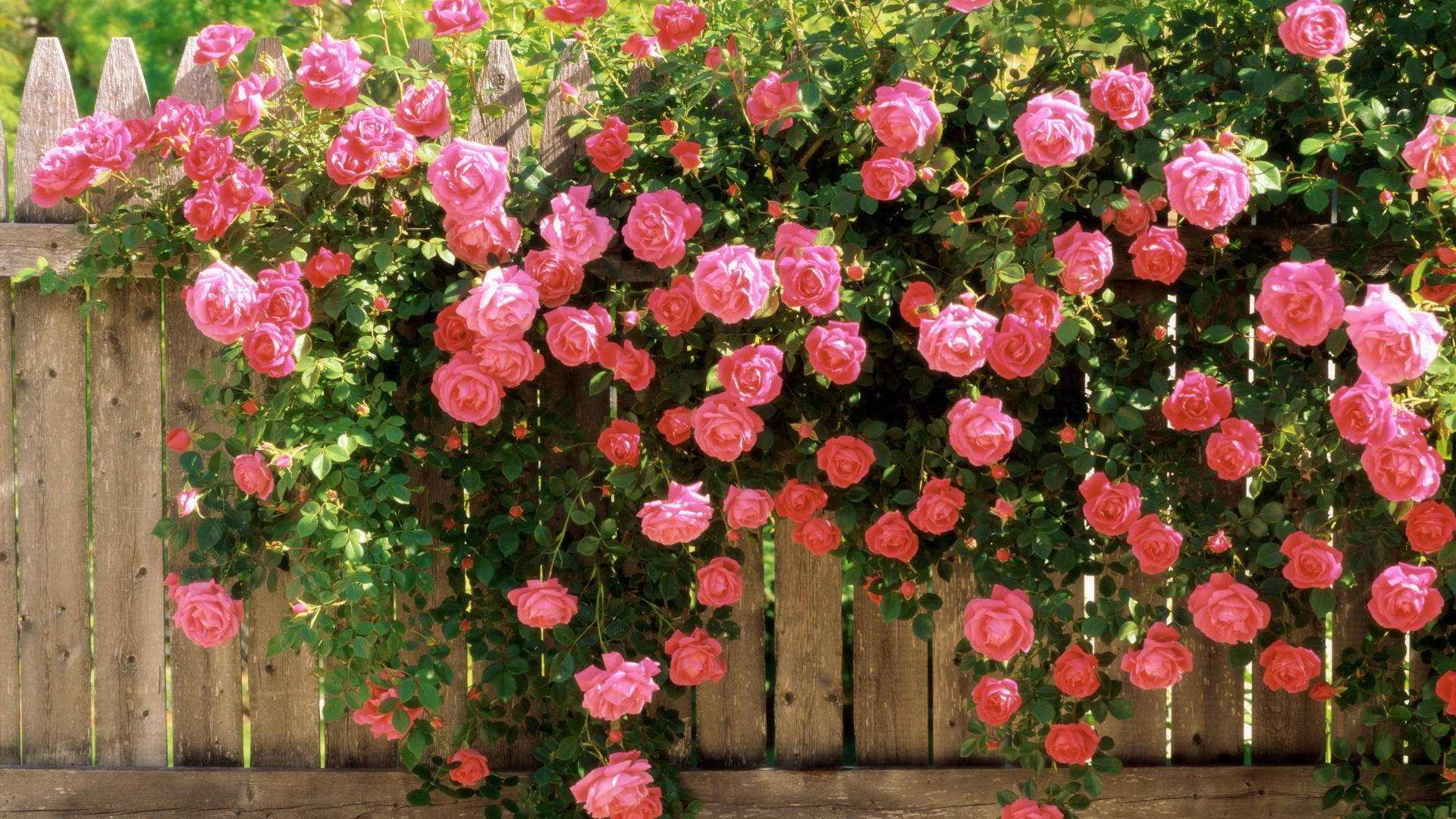 Undelicato Bouquet Di Rose Rosa E Bianche. Sfondo