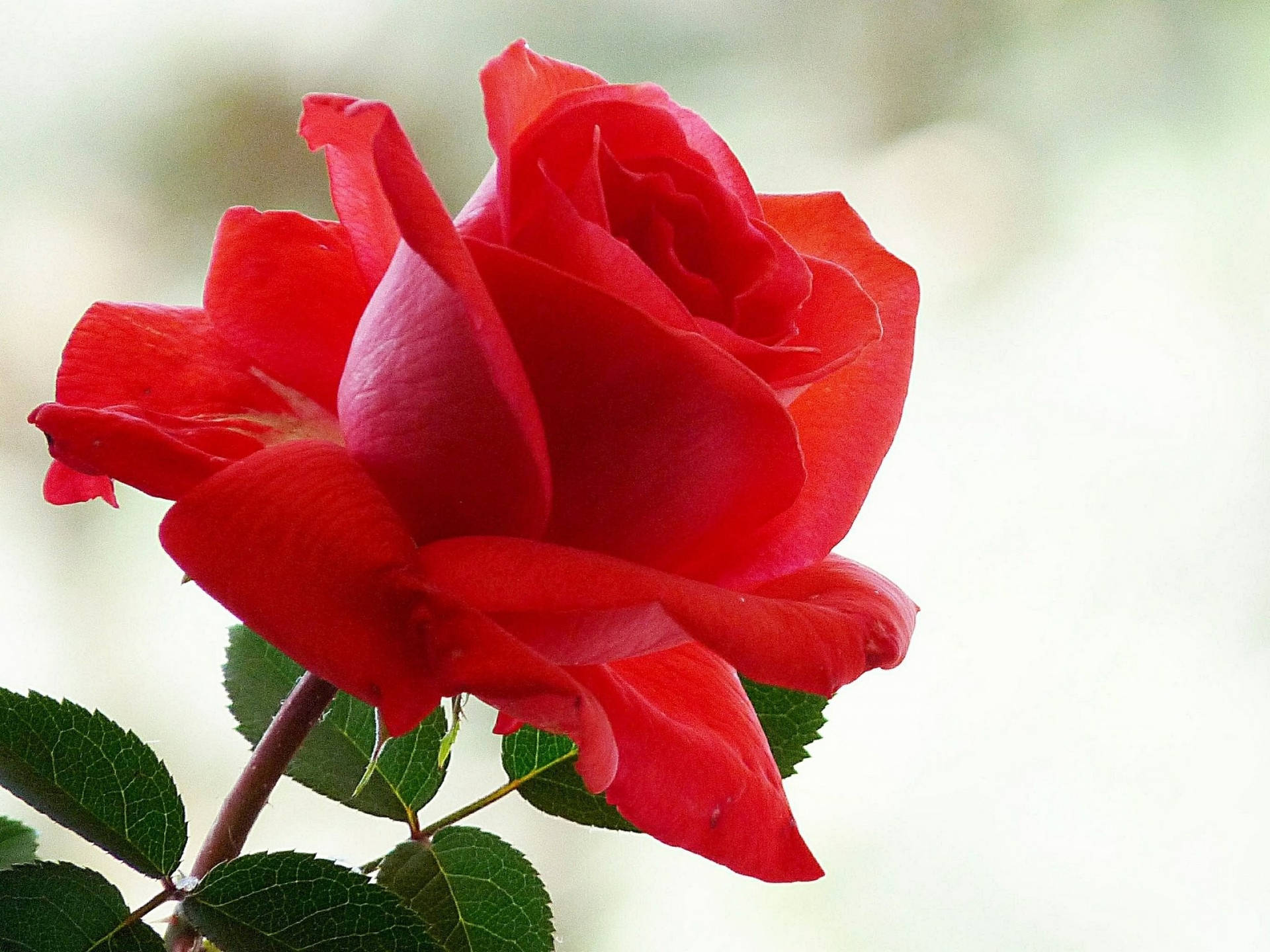 Einewunderschöne Rosa Rose In Voller Blüte. Wallpaper