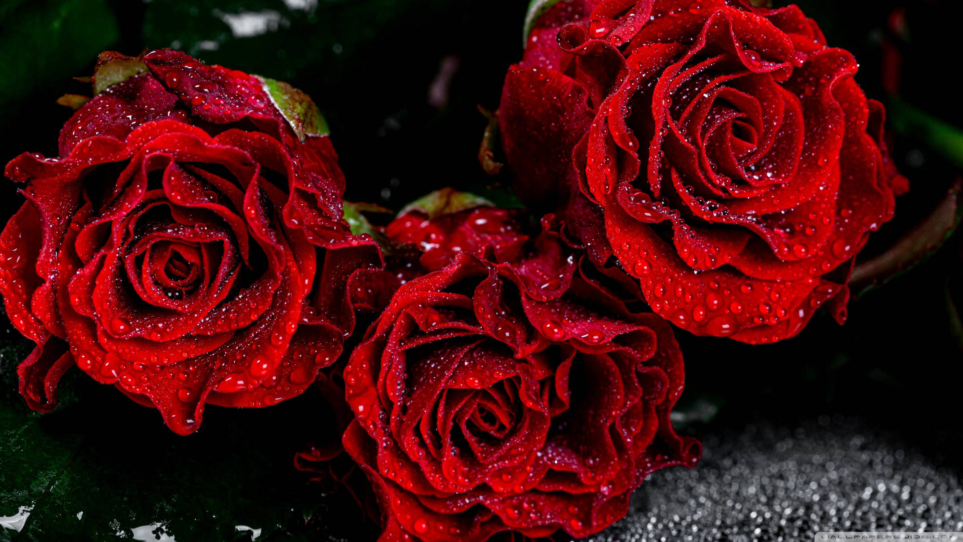 røde roser med vanddråber Wallpaper