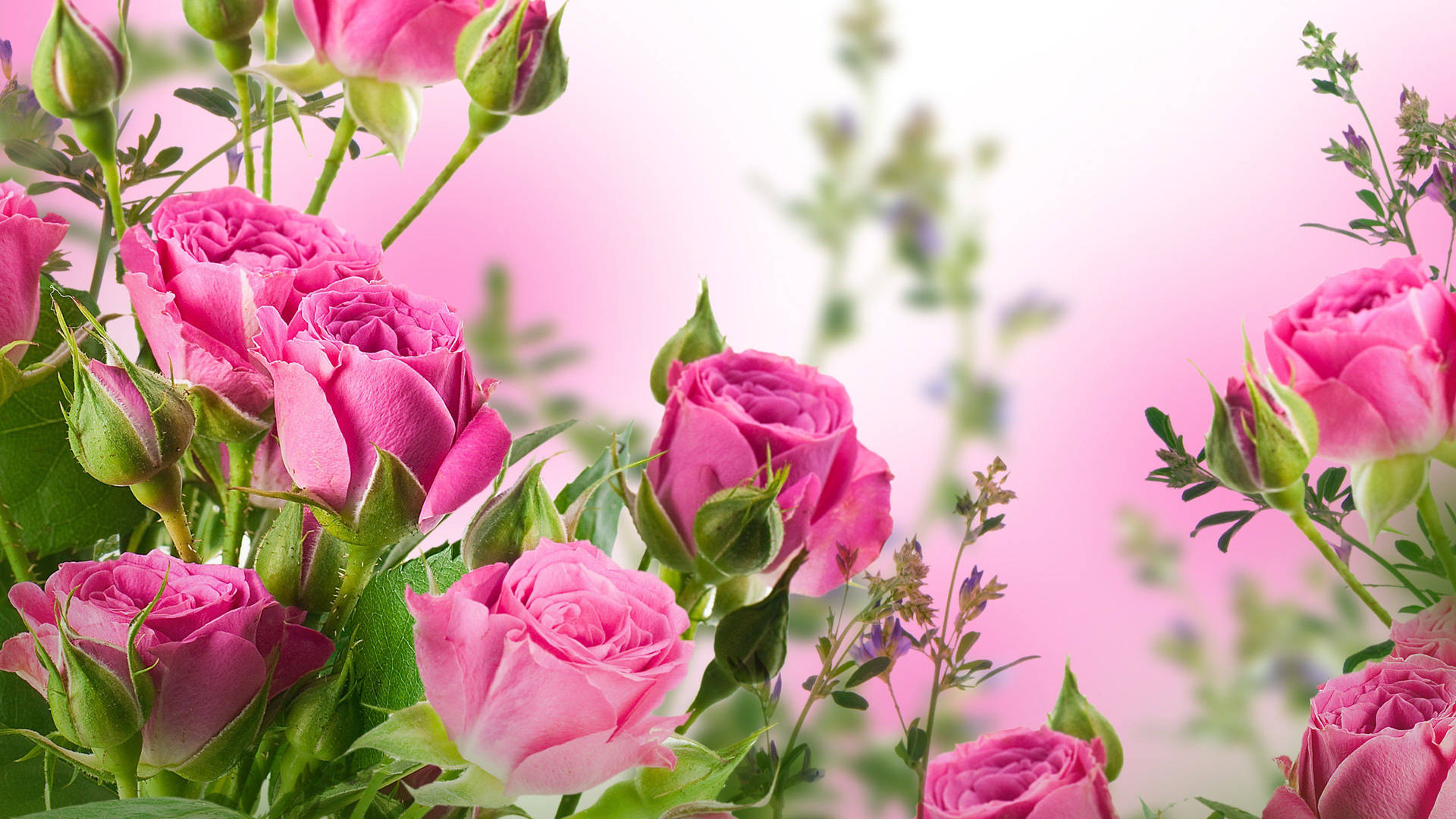 Deep Pink Roses Desktop Wallpaper