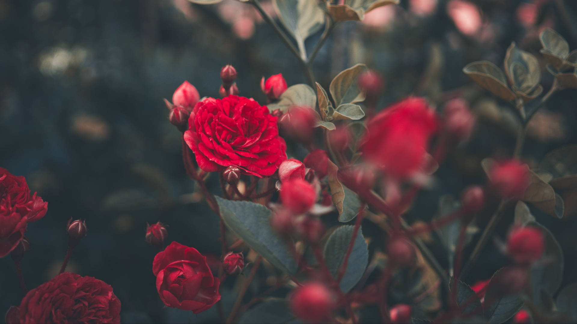 Unavibrante Natura Morta Di Rose Gialle E Rosa Su Uno Sfondo Di Legno Texture. Sfondo