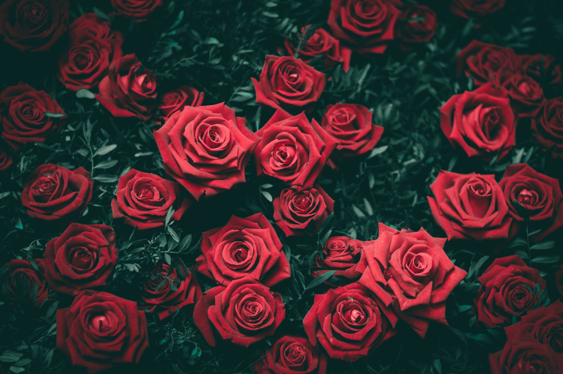 Varied Color Roses Bring Life to a Desktop Wallpaper