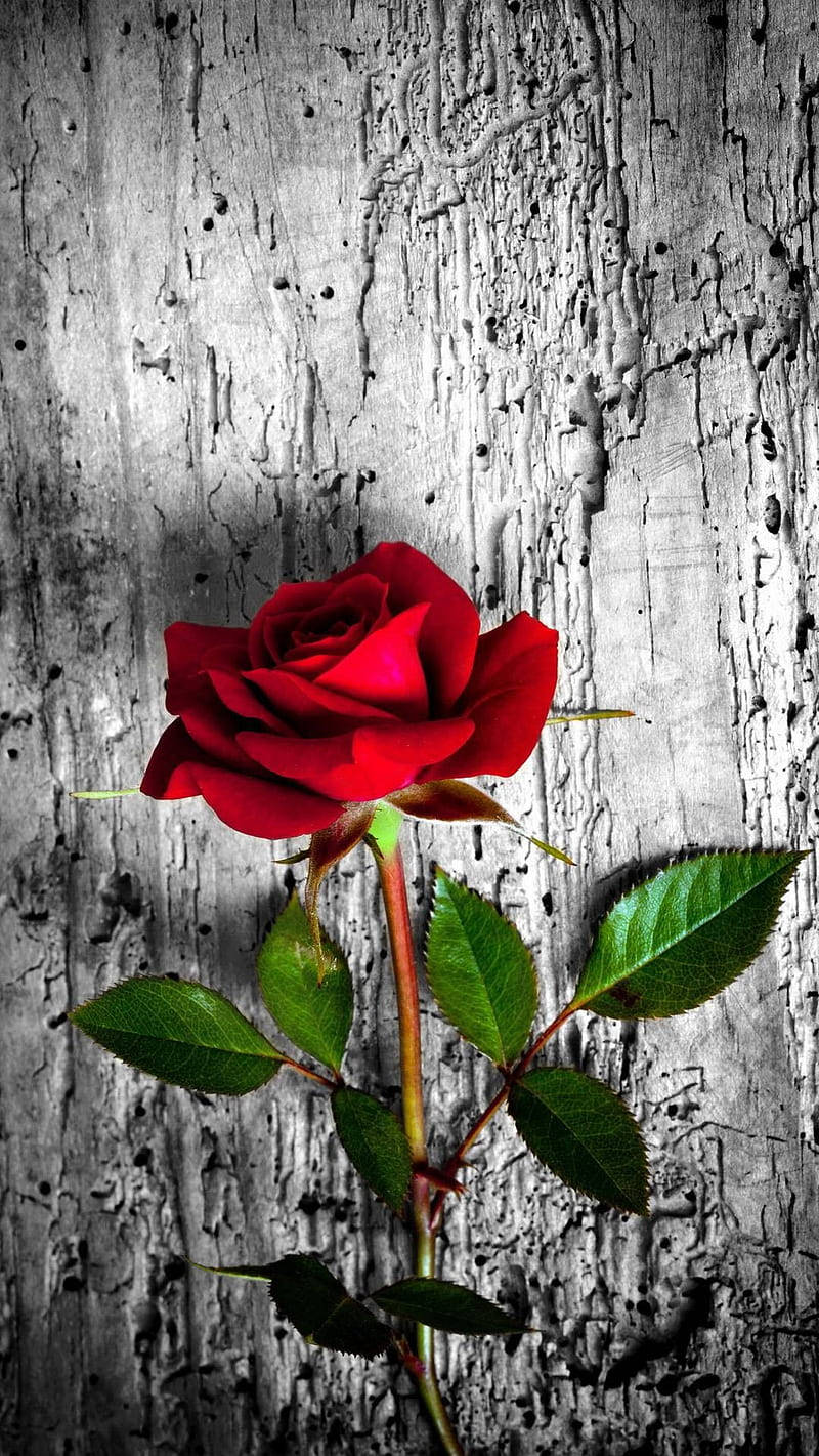 Pink and Red Roses on a Rustic Desktop Wallpaper